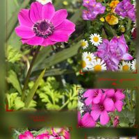 アネモネ,ブーゲンビリア,ガーデニング,ピンクの花,冬越しの画像