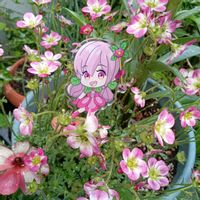 ワスレナグサ,パンジー,クモマグサ,#PR,＃アヅミンの画像