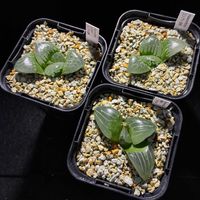 多肉,ハオルチア,ハオルチア オブツーサ,その他エクステリアの画像