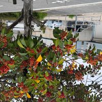 モッコクの画像