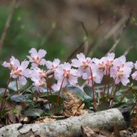 イワウチワ,山野草,武奈ヶ岳の画像