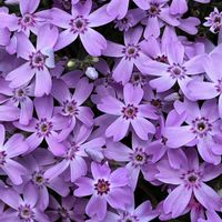 シバザクラ,グランドカバー,多年草,お散歩中,ハナシノブ科の画像