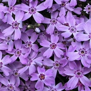 シバザクラ,グランドカバー,多年草,お散歩中,ハナシノブ科の画像