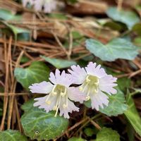 イワウチワ,山野草,山歩き,春の訪れの画像