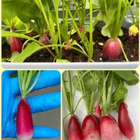 イチゴ,ジャガイモ,ニラ,二十日大根,四季なりイチゴの画像