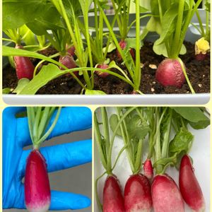 イチゴ,ジャガイモ,ニラ,二十日大根,四季なりイチゴの画像