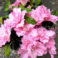 アザレア,コットンキャンディ,ゴーラム（宇宙の木）,斑入りゴーラム,ブラッドスワローの画像