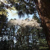 スギナ,ツクシ,チューリップ,さくら サクラ 桜,さくら サクラ 桜の画像