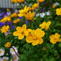 ビデンス,ビデンス,月曜日の癒し,月曜日にビタミンカラー,月曜日は元気色の花の画像