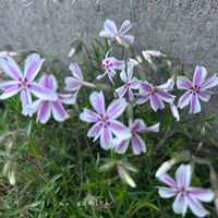 シバザクラ,地植え,花壇,ガーデニング,庭の画像