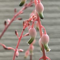 ガステリア 小亀姫,ガステリア リリプターナ(子亀姫),ガステリア,ガステリア属,小亀姫の画像