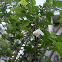 エゴノキ,一番花,庭の画像