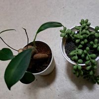 ガジュマル,その他部屋の画像