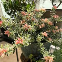 グレビレア,オージープランツの画像