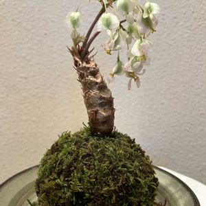 セントポーリア,桜ベゴニア,苔玉,苔玉康介の画像