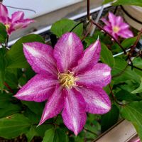 クレマチス,星のタンゴ,星のタンゴ,地植え,早咲きの画像