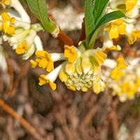 ミツマタの画像