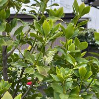 シキミ,春の花,シキミ(樒),樒(しきみ）,今日のお花の代わり✨の画像