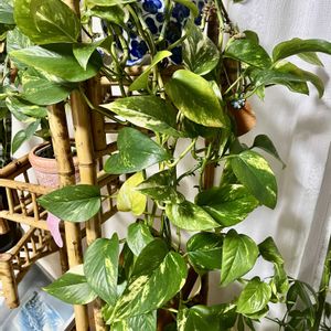 ポトス,リビング,今日のお花の画像