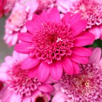 マーガレット,モッコウバラ,ユリオプスデージー,オステオスペルマム,ヒメウツギの画像