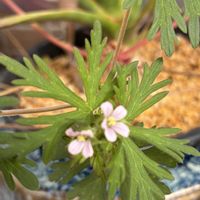 ドラセナ,ムラサキ,アメリカフロウ,野の花,白色の画像