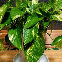 ハナミズキ,ハナミズキ,ヒメツルソバ,ポトス,オリーブの花の画像