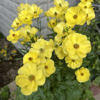 ラナンキュラスラックス,ラナンキュラスラックス ピュタロス,可愛い,花のある暮らし,黄色の花の画像