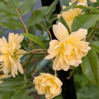 スモークツリー,バラ,バラ,ボタン,ボタンの画像