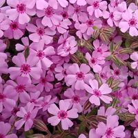 キキョウ,キキョウ,芝桜 小輪咲 ナルミ,芝桜 小輪咲 ナルミ,芝桜 小輪咲 ナルミの画像