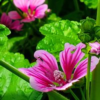 アルストロメリア,ヒナゲシ,ビオラ,シレネ・ユニフローラ,ゼニアオイの画像