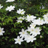 クレマチス,地植えの画像