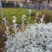 シロタエギクの画像