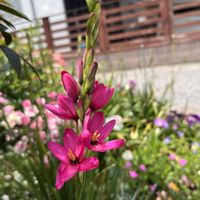 リシマキア,ありがとう♡,お花大好き♡,GSに感謝,育てる喜びの画像