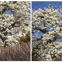 ハクモクレン,白木蓮（はくもくれん）,散歩中,ご近所さんの植物,いつもの散歩道の画像