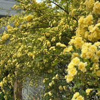 オオデマリ,オオデマリ,ムベ,モッコウバラ,須磨離宮公園の画像