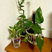 ジューンベリー,ポトス,モッコウバラ,ルバーブ,エルダーフラワーの画像