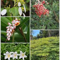コンロンカ,テッポウユリ,月桃の花,マニラヤシ,コシダの画像