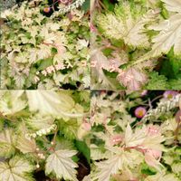 シソ,オオキバナカタバミ,ユーバトリウム(西洋フジバカマ),コゴメウツギ 斑入り,ベニジオ・アークトチスの画像