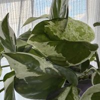 ギボウシ,シラン,バビアナ,ポトス,モミジの画像