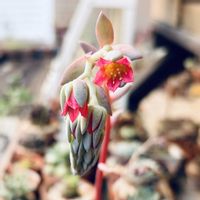 桃美人,桃美人,多肉植物,鉢植え,パキフィツムの画像