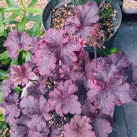 エリカ,エリカ,クリスマスローズ,クリスマスローズ,ジンチョウゲの画像