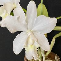 カトレア,エミリー　ハーディーの画像