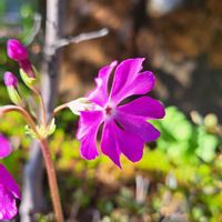 地植え,スマホ撮影,小さな庭の画像