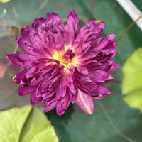 睡蓮,熱帯スイレン,熱帯睡蓮,熱帯スイレン品種,YouTuber＆睡蓮農園のkazuさんの画像