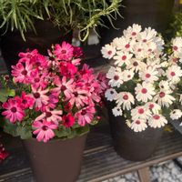 セネッティ レッド,セネッティ　ホワイトレッドアイ,セネッティ,サントリー フラワーズ,花と生きるサントリーの画像