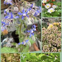 アリッサム,スモモ,レタス,ポリジ,みやこわすれの画像