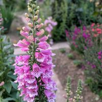 ジギタリスの画像