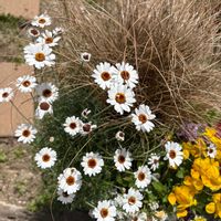 カレックス,ローダンセマム,ローダンセマム・アフリカンアイズ,寄せ植えの画像