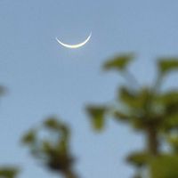 イチョウ,癒し,キレイ☆,お月さま,夕暮れ時の画像