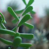 ハオルチア,多肉植物,観葉植物,塊根植物,サボテン科の画像